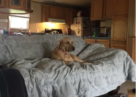 When My dog has her own couch  Design Rendering
