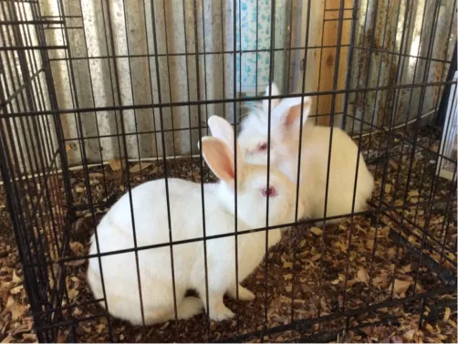 my rabbits Zoey and Blaze
