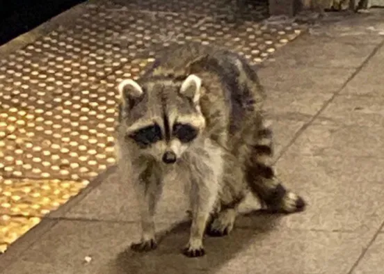 What do you think of this poor raccoon  Design Rendering