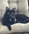 Joanne M 🐾💜🐾🖤