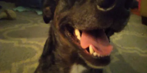 My dog be smiling weird