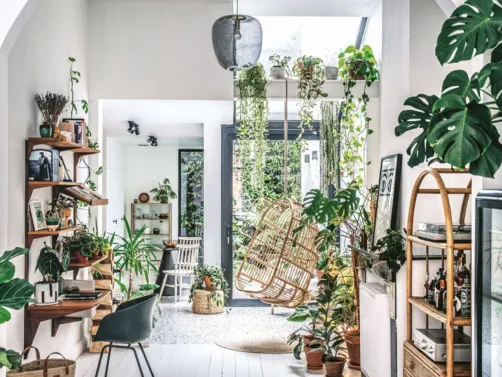 Natural Plant Living Room