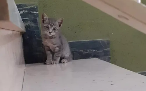 Il mio nuovo amico😻😻