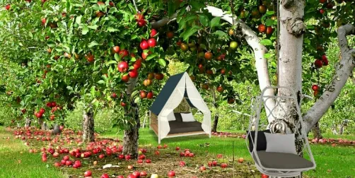 Apple orchard.