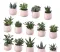 urban succulent designs