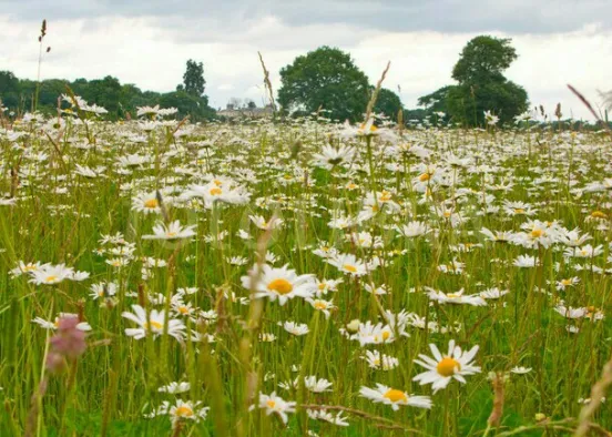 Field if daisies Design Rendering