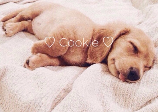 ♡︎ Cookie ♡︎ Design Rendering