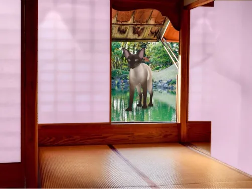 THIS CAT IS WALKING ON WATER!!!!!!!!😲😃😎