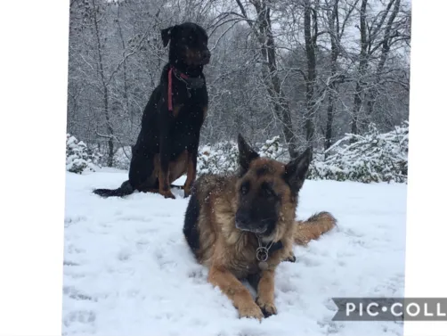 mes chiens chiens d amours 