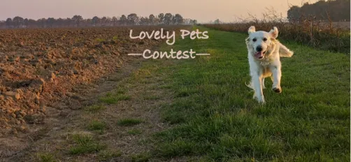Lovely Pets Contest
