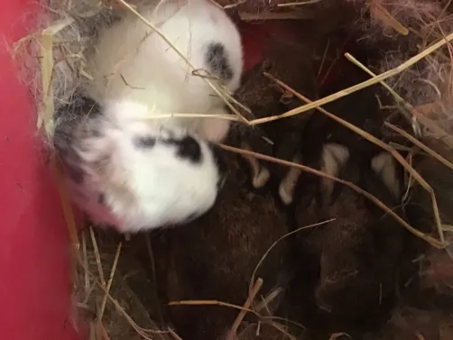 les lapin à ma mamie 