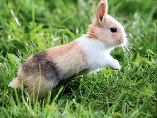 lapin 🐇 