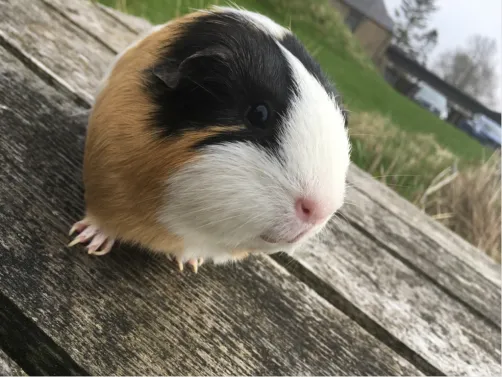 Guiana pig fun