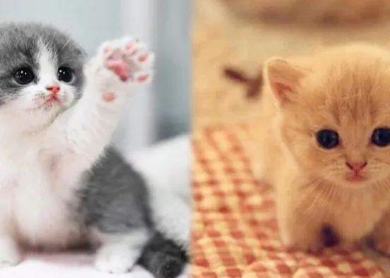 two kittens Design Rendering