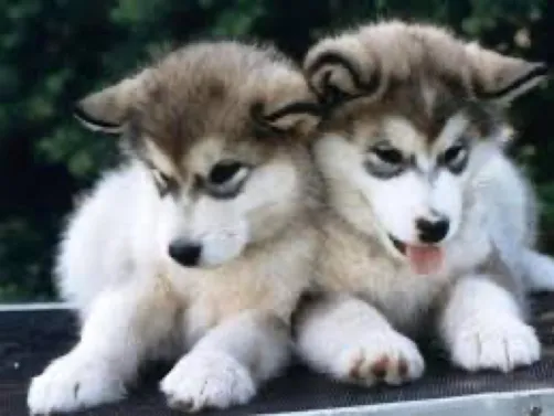 mes chiens ❤️❤️❤️