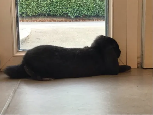MON LAPIN 💙❤️💙