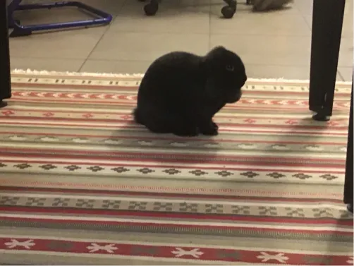 ❤️🐰❤️🥰🥰❤️❤️❤️