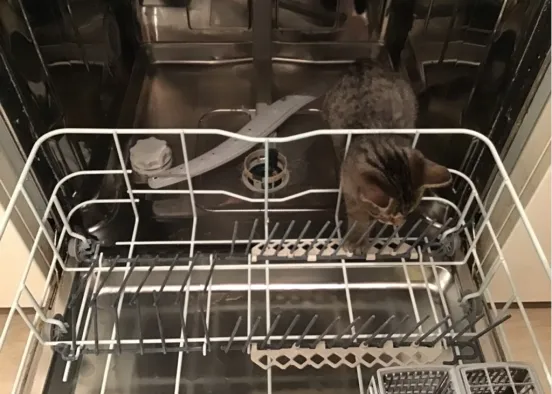 mon chat est dans le levé vaisselle 😂 Design Rendering