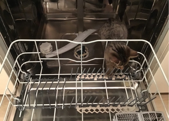 mon chat est dans le levé vaisselle 😂 Design Rendering