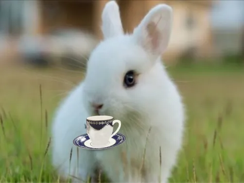 ma lapine ❣️❣️❣️❣️💗💗💗💗