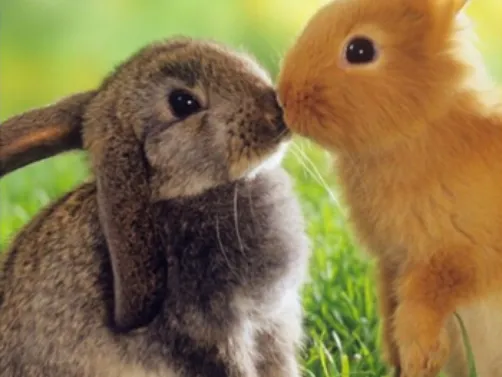 lapin