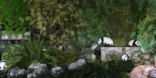 Panda family in the wild