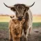 Highland COW