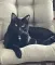 Joanne M 🐾💜🐾🖤