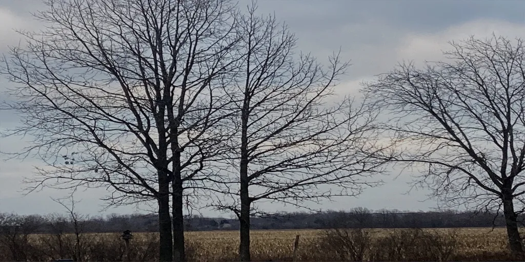 a lone tree is seen in the distance 