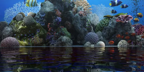 Meditate watching the fish