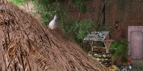 Pigeon on Thatched Roof 1