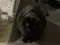 Fat Angry cat