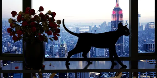 A Newyorker big black cat called Gino . 