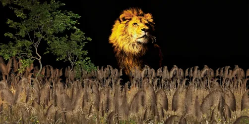The Lion King