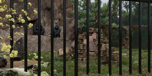 Gorillas at the zoo 