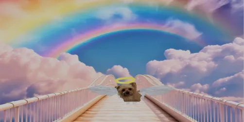 The Rainbow Bridge