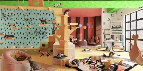 Albergue de gatos 🐈‍⬛ “Mininos Power”