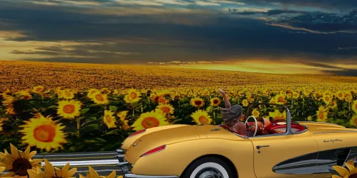 Drive along the sunflowers 🌻🌻🌻