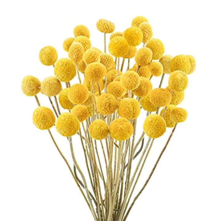 Uieke 30Pcs Natural Dried Flowers Dried Craspedia Billy Balls Flowers Billy Buttons 16" Yellow Flowers Arrangements Bouquet for Boho Farmhouse Wedding Home Vase Party DIY Decor