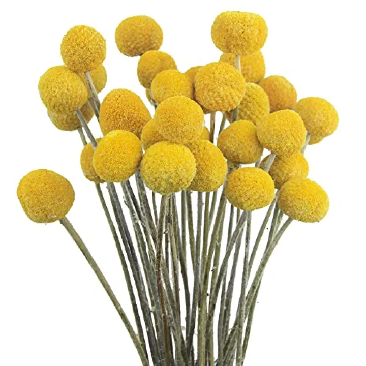 JOJAZE 30 Pcs Natural Dried Flowers Craspedia Billy Balls Flowers Yellow Dried Craspedia Flowers Billy Buttons Floral Bouquet for Flower Arrangements Wedding Home Tall Vase Decor Fall Autumn