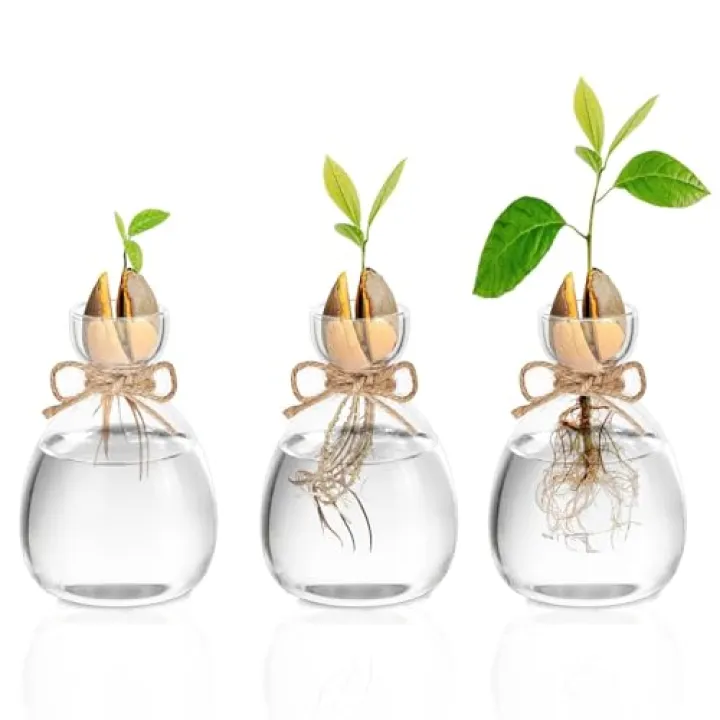 Glasseam Avocado Glass Bud Vases: Acorn Bulb Forcing Vase Set of 3 Cute Clear Small Vases for Flower Hydroponic Plant Propagation Vase for Home Table Decor