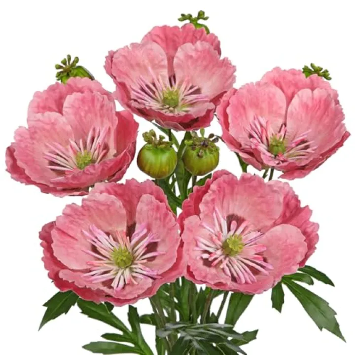 Hollyone 5Pcs Pink Poppy Flowers Artificial Bouquet 32.2" Silk Fake Poppy Flowers Arrangement Real Touch Faux Poppies Flower Long Stem for DIY Wedding Party Table Centerpiece Table Home Decor