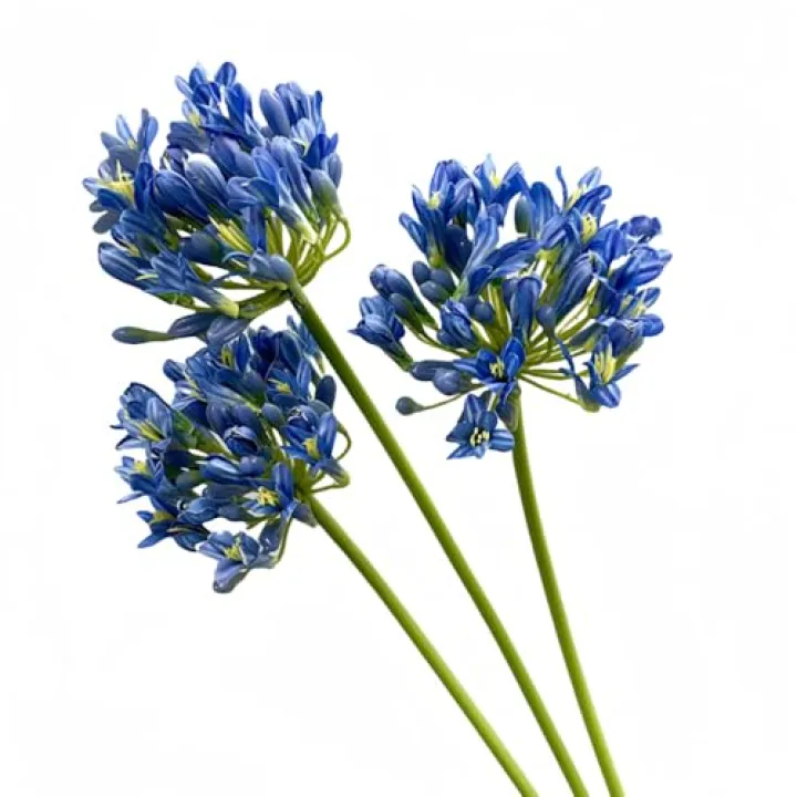 DODXIAOBEUL 3 Pcs Long Stem Artificial Flowers,26" Blue Artificial African Agapanthus,Silk Flowers for Wedding Bouquet Home Hotel Arrangement Party Decor