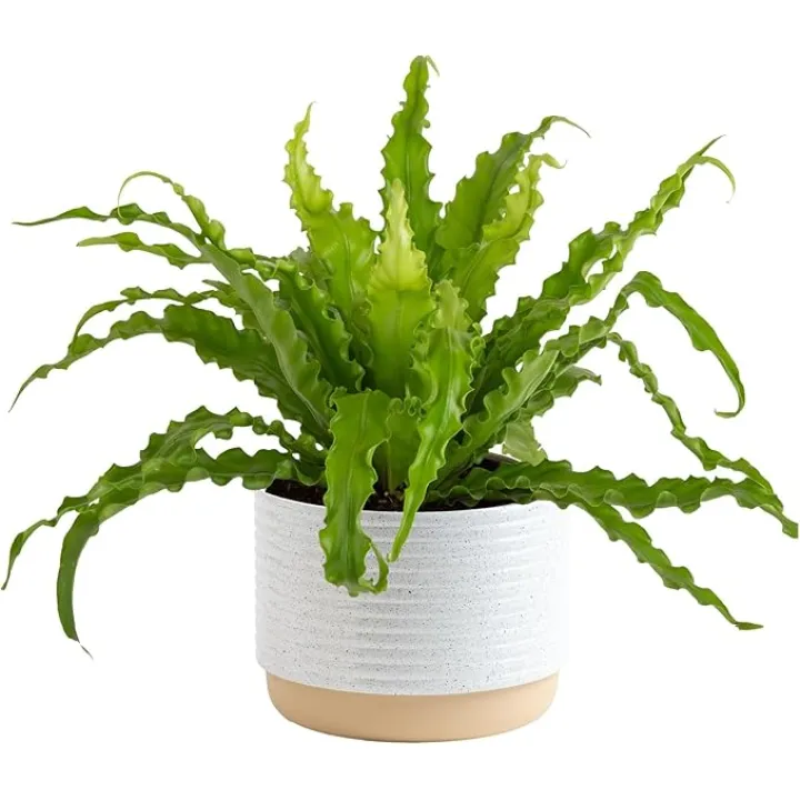 Costa Farms Bird's Nest Fern Plant, Easy Care Live Indoor Houseplant in Modern Decor Planter, Potted in Soil Potting Mix, Outdoor Garden Gift, Beautiful Home Décor, Housewarming Gift, 15-Inches Tall