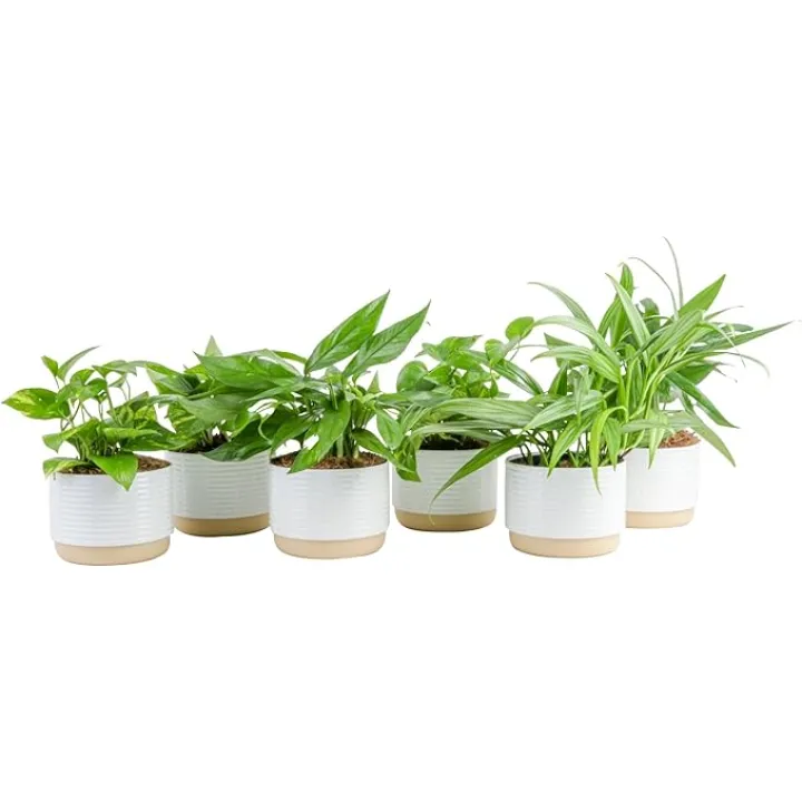 Costa Farms Live Pothos Plants (Pack of 6), Easy to Grow 10-12 Inch Tall Indoor Houseplants, Potted in 6-Inch Plant Pots, Housewarming Room Decor