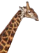 head