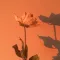 io 3