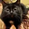 kitty
