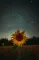 🌻 Sunflower 🌻 .