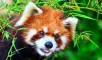 Red pandas are AWESOME